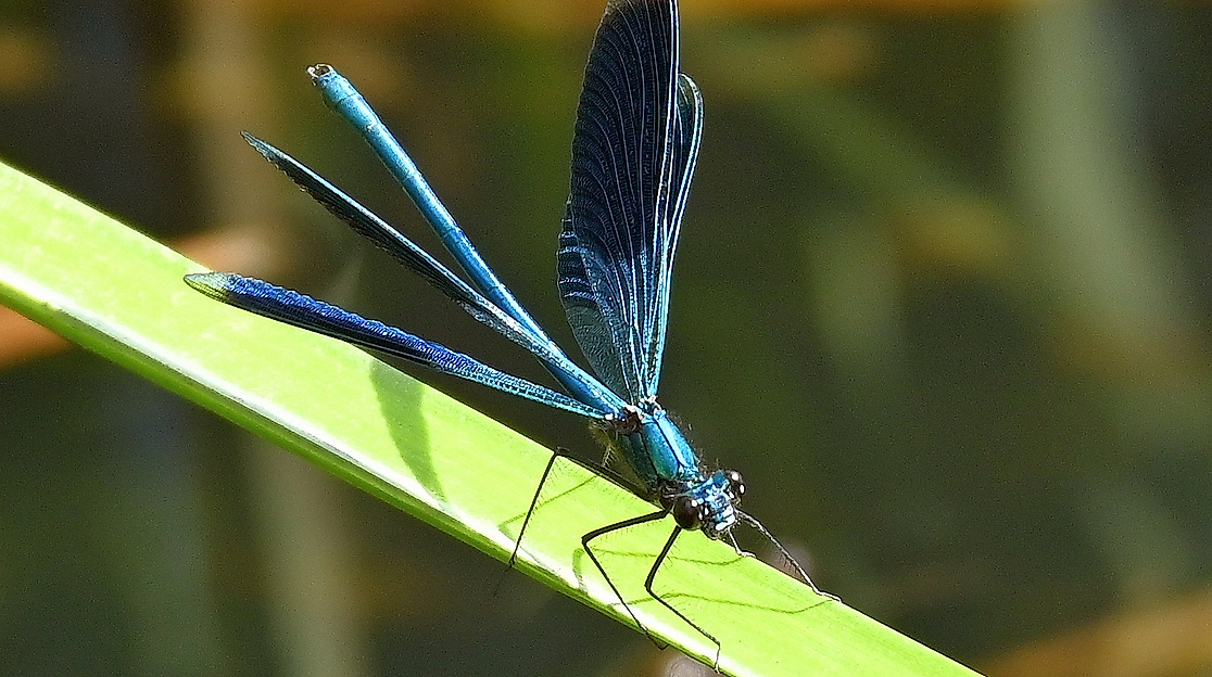 Gebänderte Prachtlibelle-Calopteryx splendens, Männchen