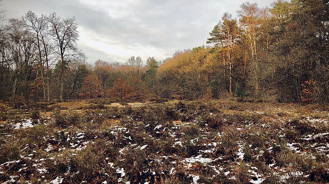 Wittenbergener Heide