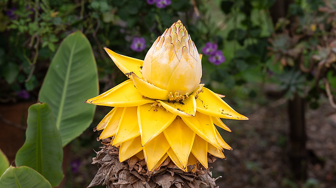 Goldene Lotus Banane