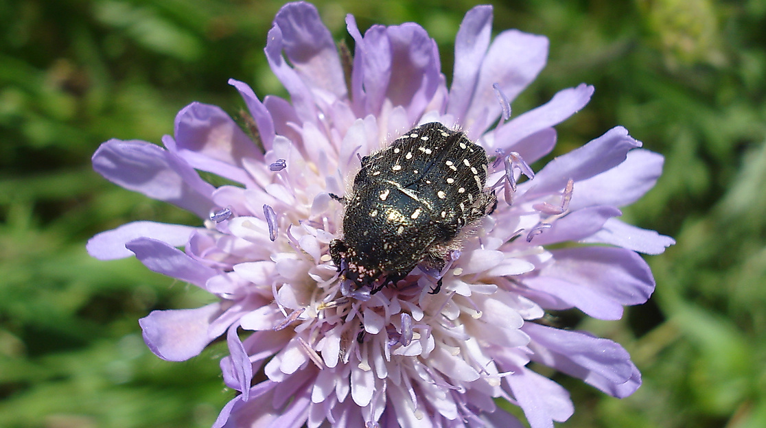 Ackerwitwenblume mit Besuchern (1)