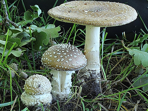 Natur - leicht gemacht: Pilze des Frühjahres in Heidewäldern und an Waldrändern
