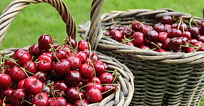 altes-land_kirschen_c-2017-tourismusverein-altes-land-ev_1