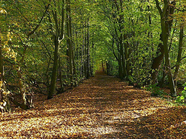 wohldorfer-wald-c-elke-hoetzel-adobestock