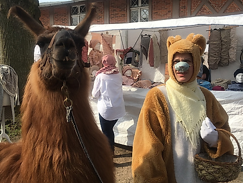 Der Osterhase verteilt Süsses an die Kinder, Ponyreiten, Kinderkarusell und die zutraulichen Alpakas.