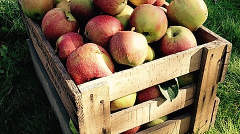 apple-1431268_640