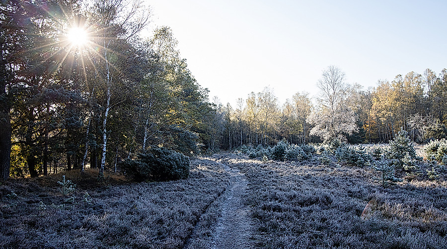 Oberoher Heide Wintersonne