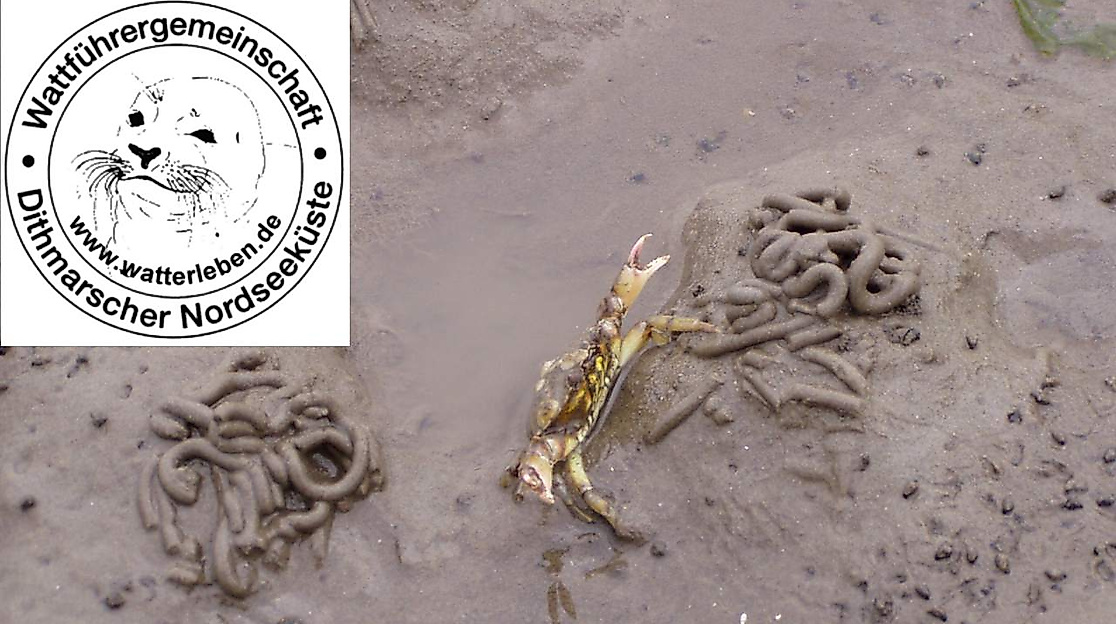 Wattwanderung "3- Priele" + Grünkohlessen