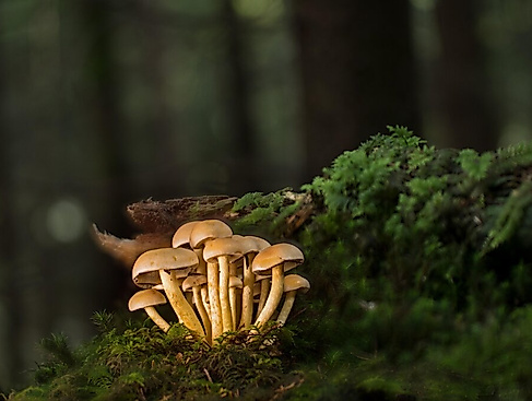 Essbarer Wald