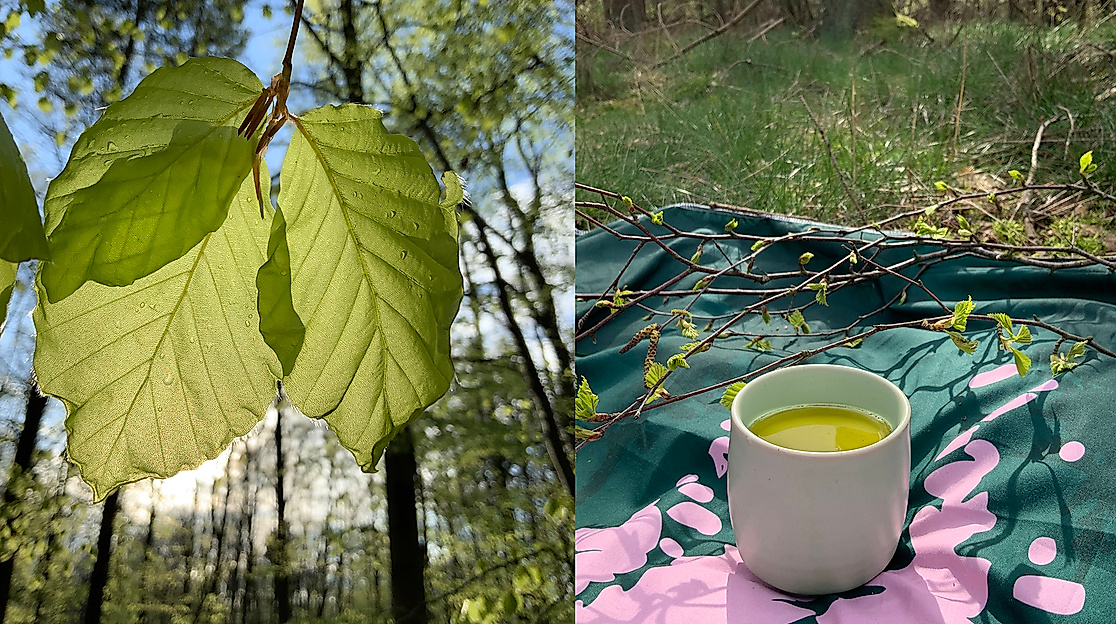 Teezeremonie unter Bäumen im Wald