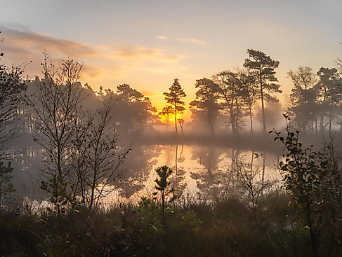 Abendwanderung durch das Pietzmoor