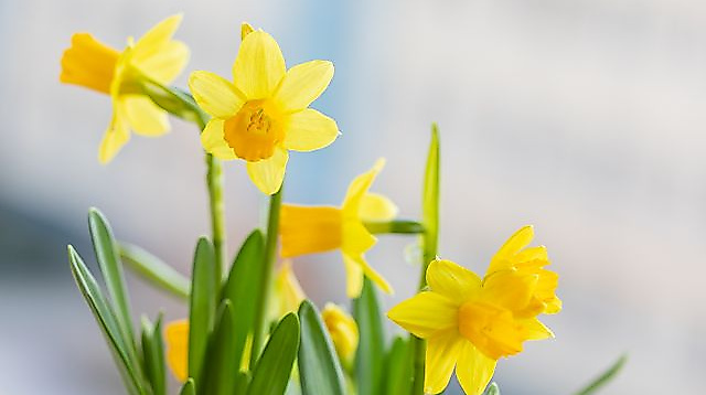Blumenzwiebelsetzen im Ratzeburger Medizinwald