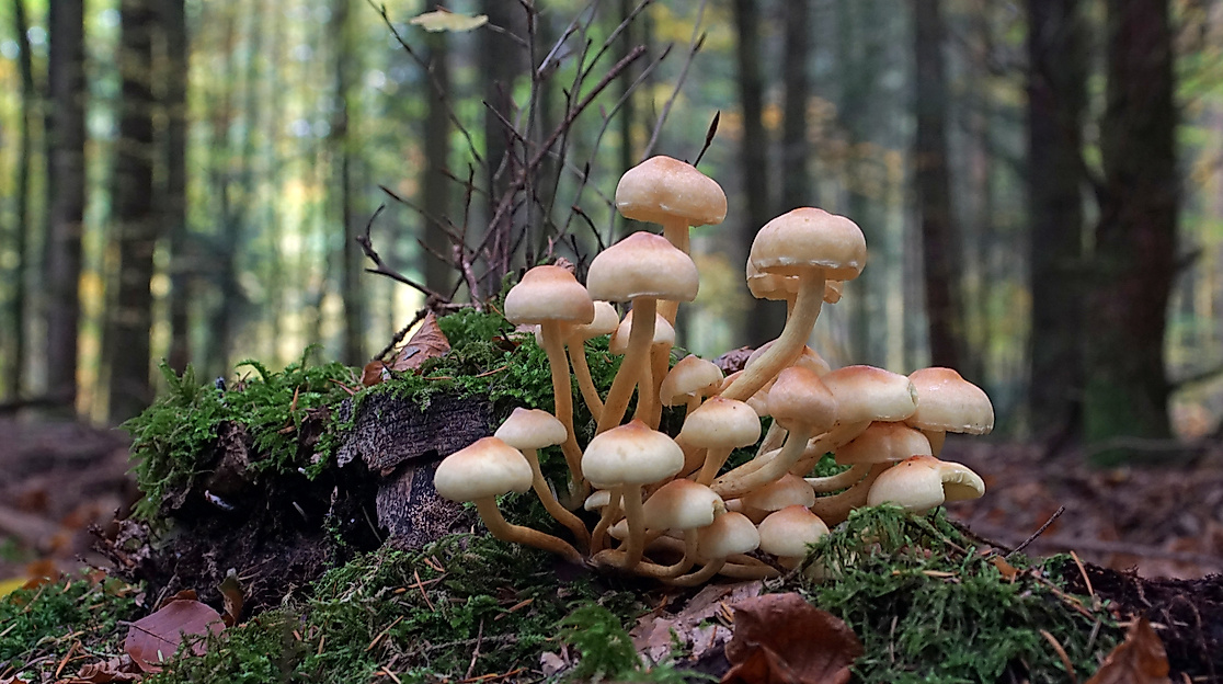 Herbstspaziergang in Tönsheide