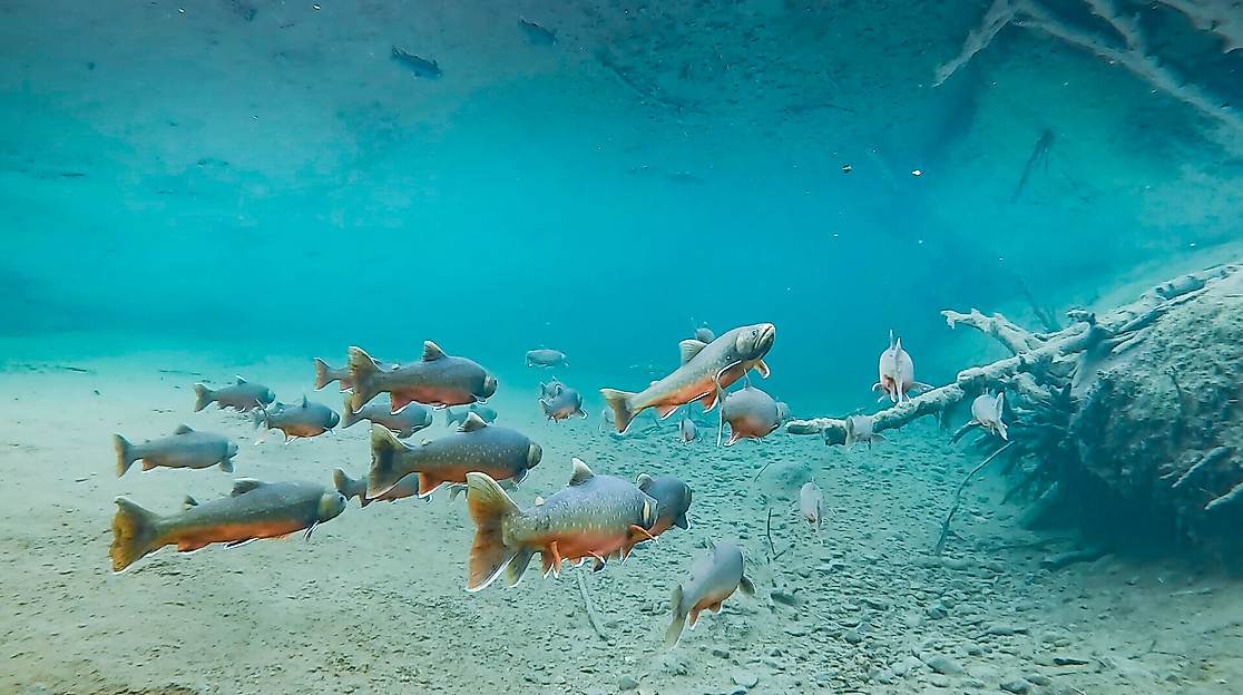 kino_kingdom-of-fish_credit-martin-falklind