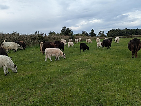 Galloway-Rinder auf den Flächen des NSG's Wallnau.