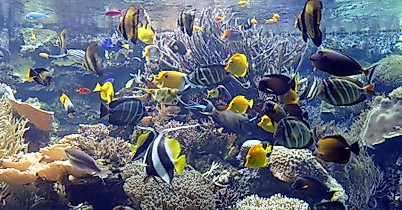 Tropical Aquarium Hagenbeck