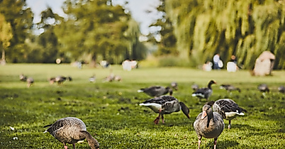 aussenalster_detail_gaense_c-2018-thisisjulia-photography-5