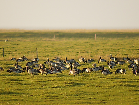 Mit dem Nationalpark-Ranger Gänse vom Fahrrad aus erleben!