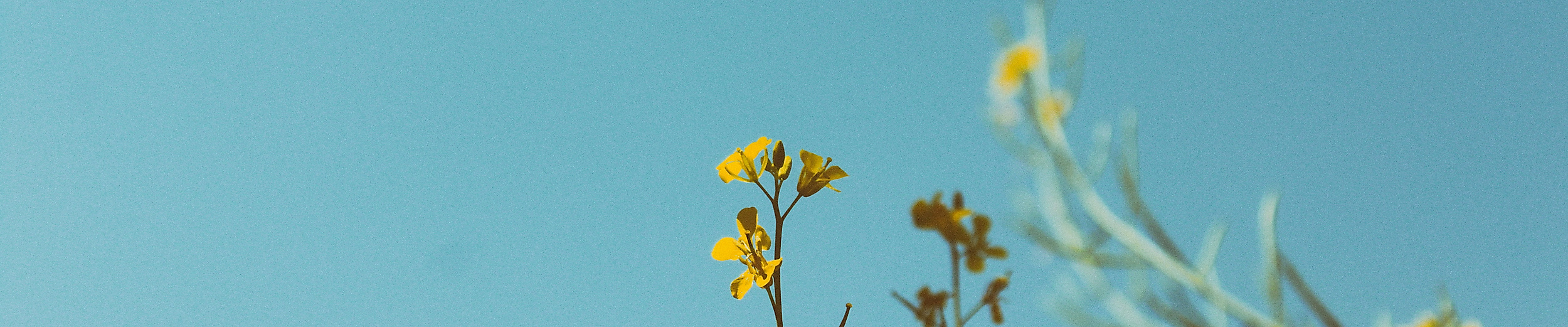 Gelbe Blumen vor blauem Himmel