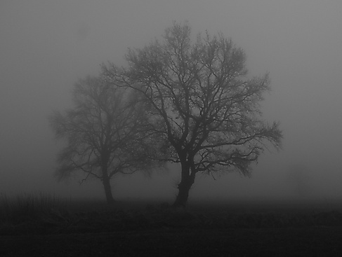 Bäume im Nebel