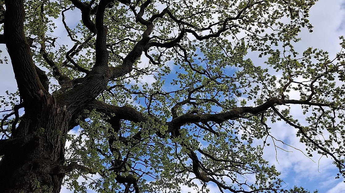 Achtsamkeit in der Natur