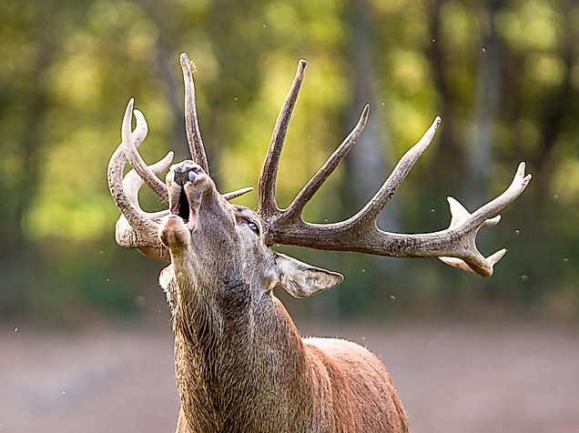 Wildpark Lüneburger Heide