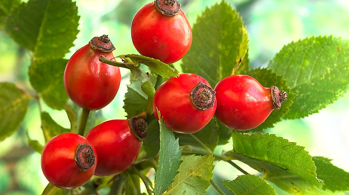 rose-hip-gbe8d6e2ae_1920