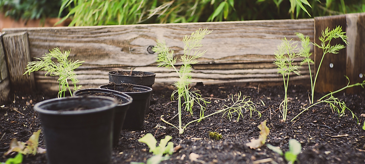 Urban Gardening