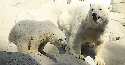 Polar bear mother with polar bear baby
