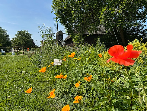 Querbeet- Krauterführung