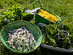Natur in der Küche