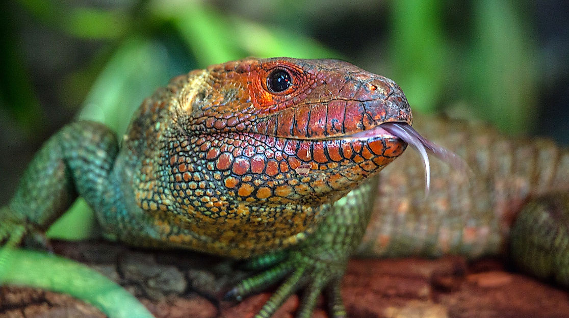 Tropen-Aquarium Hagenbeck