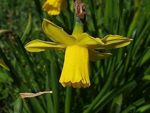 03-tauschtisch-zimmerwiebel-bild_1