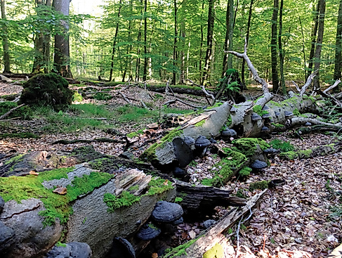 Ab in den Urwald