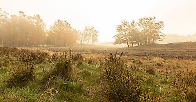 Neblige Herbststimmung in der Boberger Niederung in Hamburg mit Wiese, Sträuchern und Bäumen im Gegenlicht.