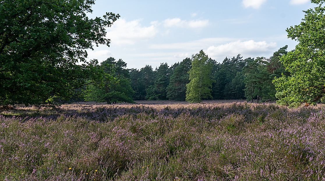 Naturparktag - Entkusseln in Bockelmanns Heide