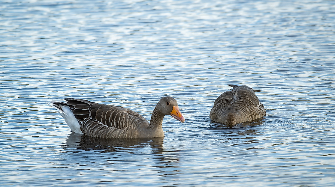 Enten auf den Meissendorfer Teichen