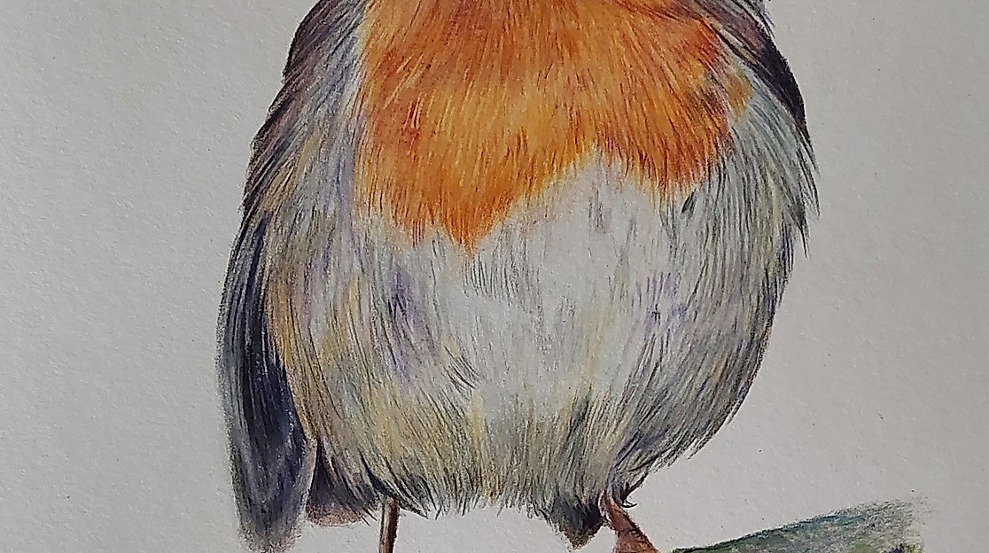 Zeichenworkshop: Rotkehlchen in Buntstift