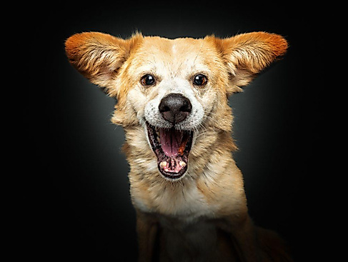 Hoffest auf dem "De Hun’nenhoff"