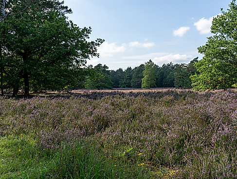 Naturpark-Erlebniswochen: Feierabendwanderung zum Herbstanfang in der Döhler Heide