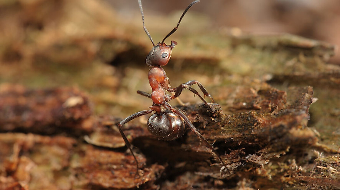 Fabelhafte Insekten - Ameisen