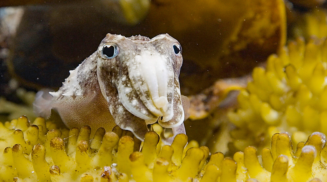 Sepia: Die Odyssee eines Tintenfischs