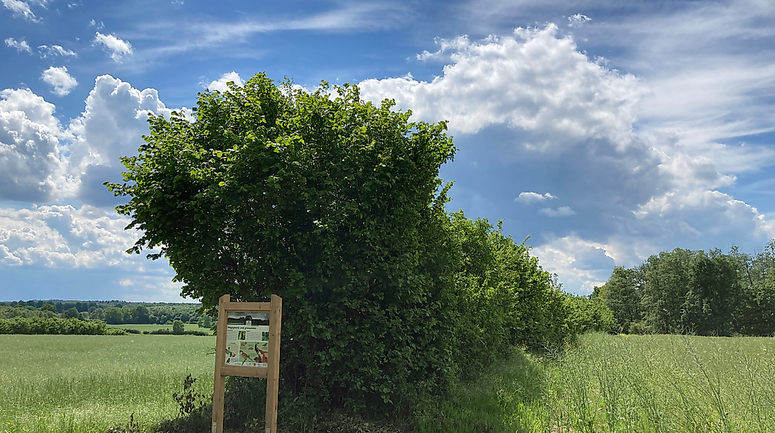 Naturpark-Tour: Lebendige Hecken: Spaziergang in der Knick-Twiete