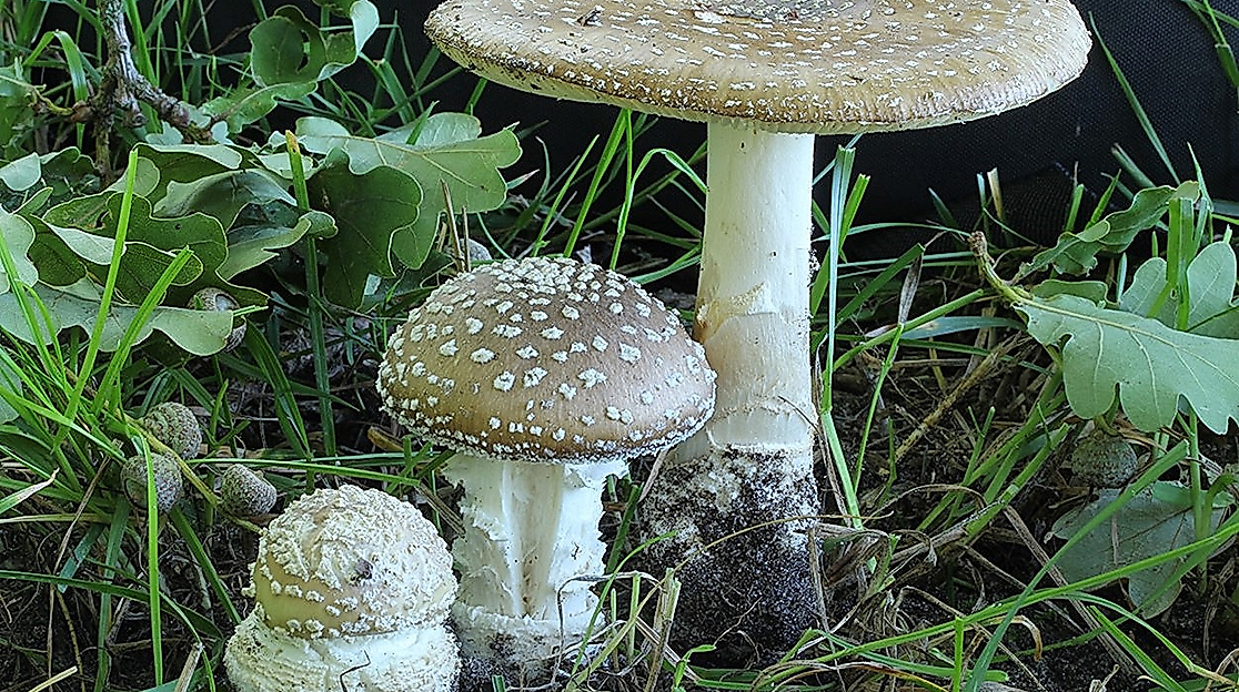 amanita-pantherina_pantherpilz_geschaerft