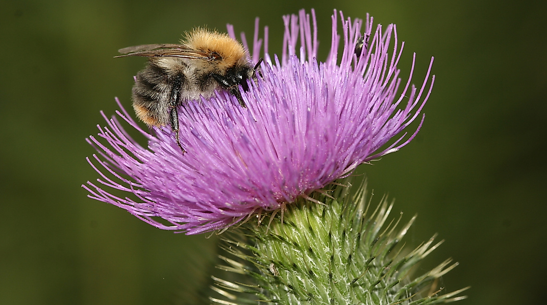 Vortrag: Insekten im Garten