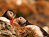 Photo 2 18_Puffins_flirting