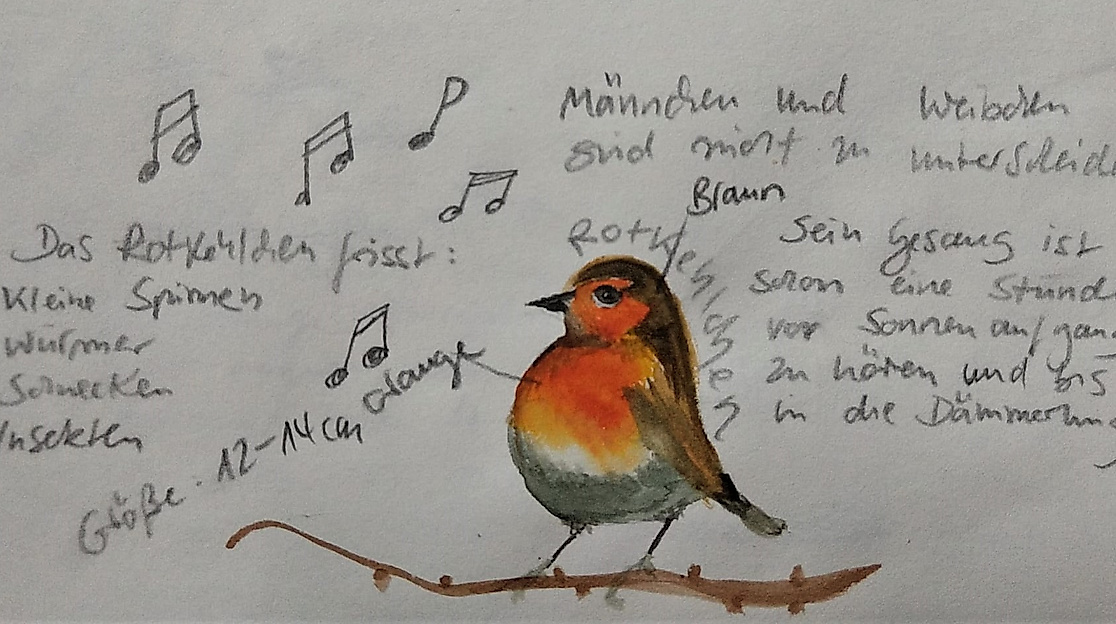 Rotkehlchen