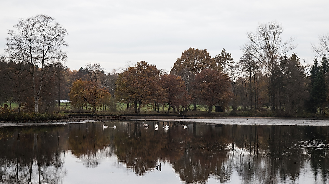 Idyllischer herbstlicher Karpfenteich