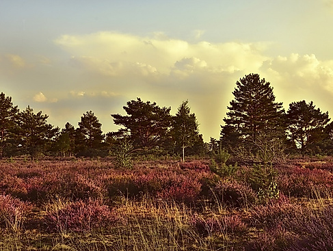 Heide