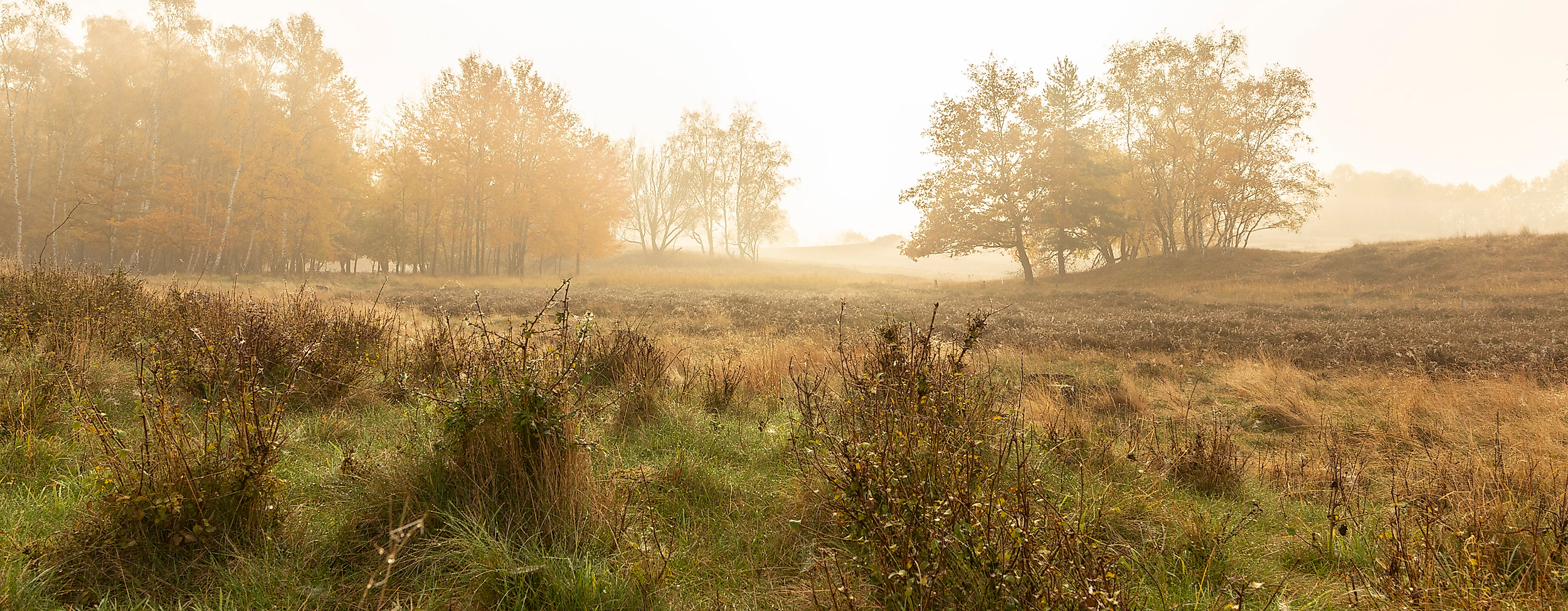 Neblige Herbststimmung in der Boberger Niederung in Hamburg mit Wiese, Sträuchern und Bäumen im Gegenlicht.
