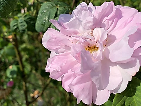 Destillations-Workshop: Rose